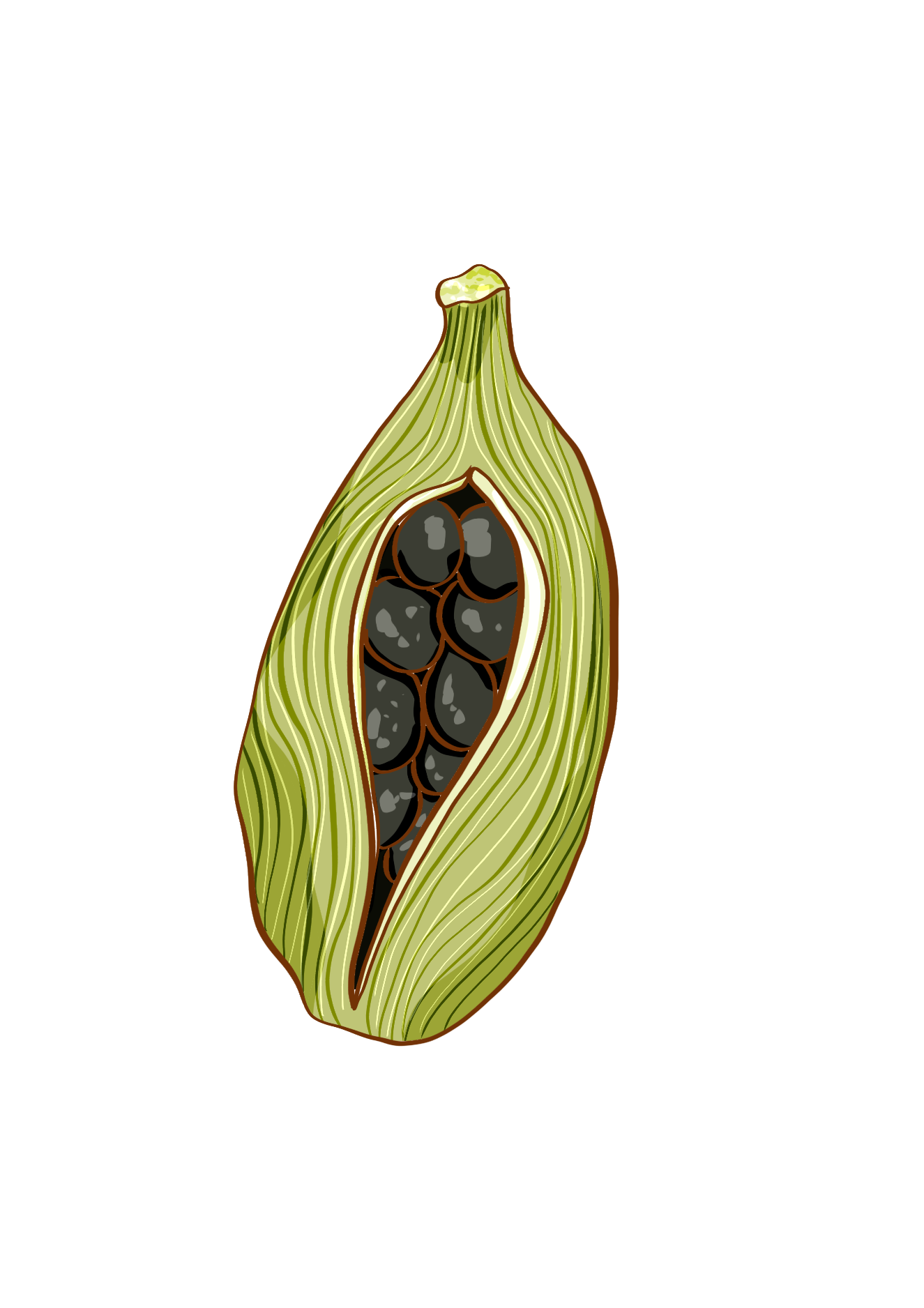 Cardamom icon