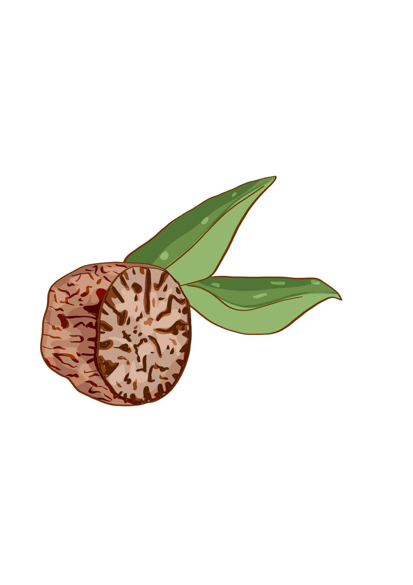 Nutmeg icon