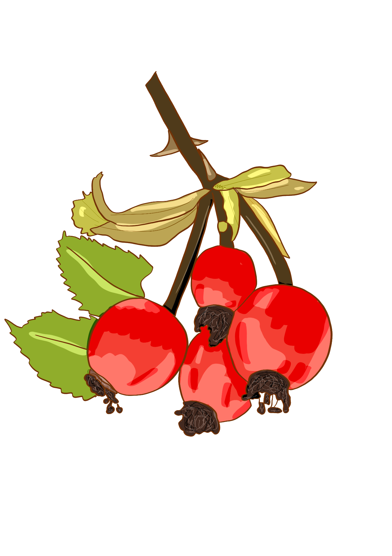 Rosehip icon